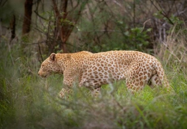 Pink leopard